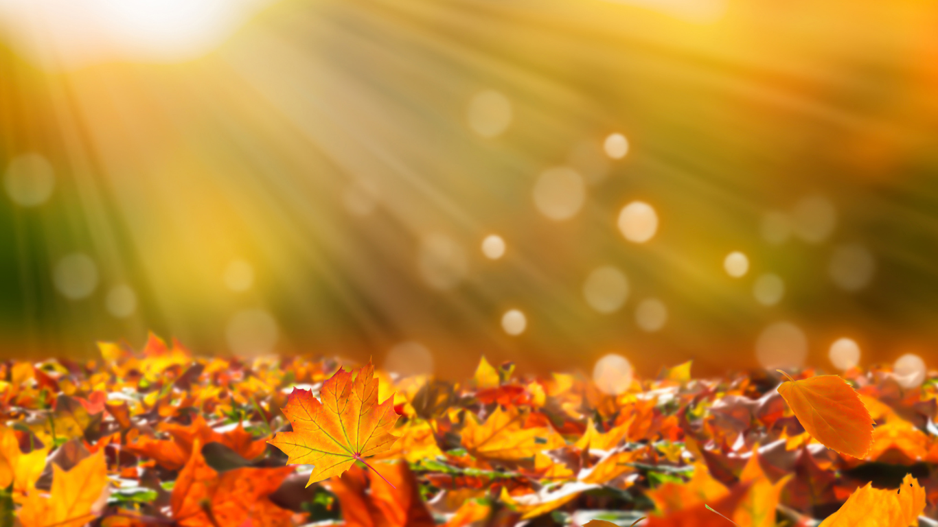 widget_50_7_slide_0_bg1761209602.png